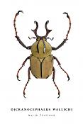 dicranocephalus wallichi